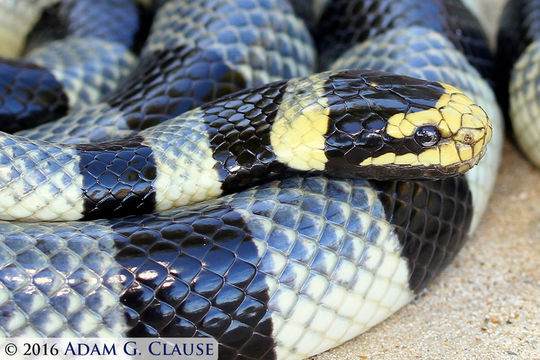 Image of Banded sea krait