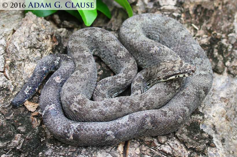 Image of Fiji Island Boa