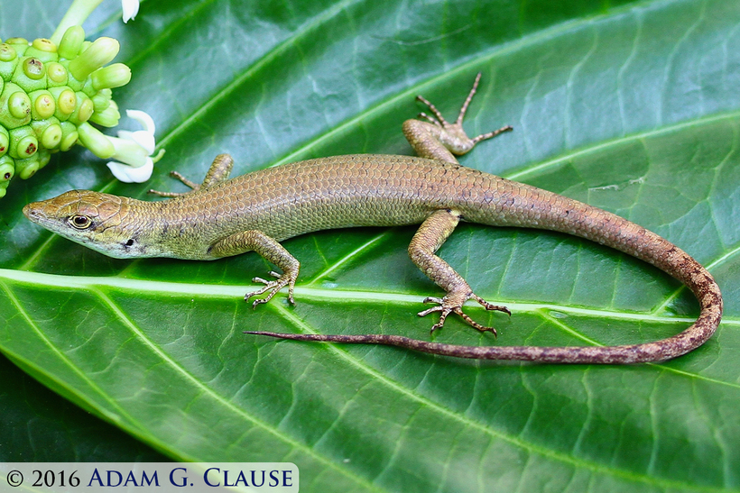 Image of Fiji Green Emo Skink