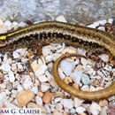 Image of Moth Skink