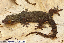 Image of Oceania Gecko