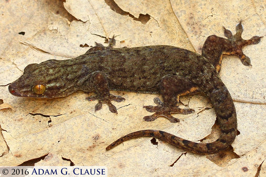 Image of Oceania Gecko