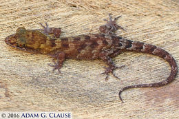 Image of Pacific Slender-toed Gecko