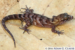 Image of Pacific Slender-toed Gecko