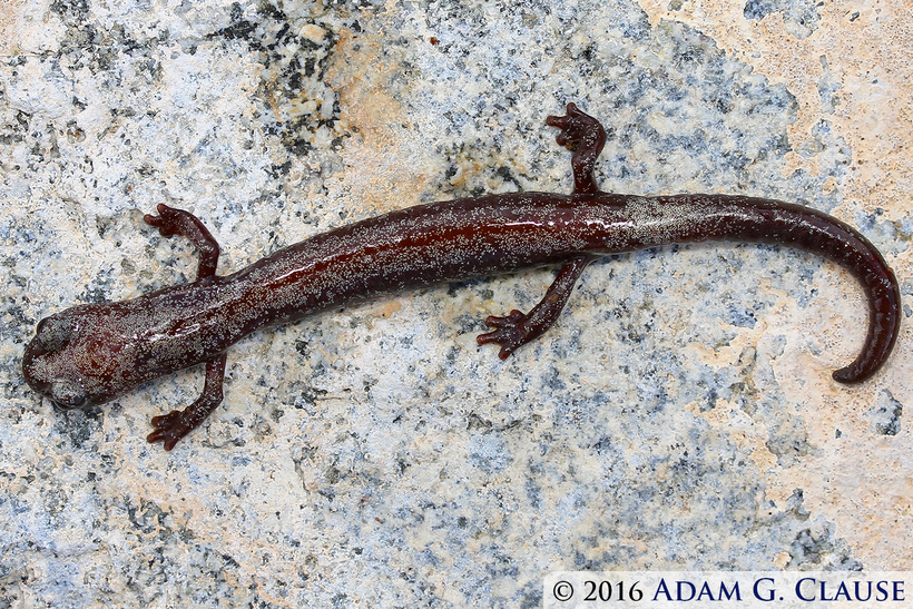 Image of Inyo Mountains Salamander