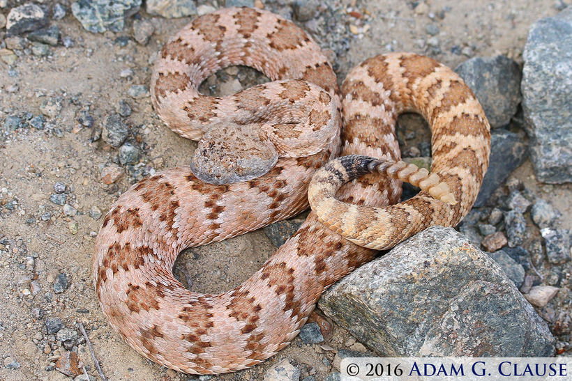 Image of Panamint Rattlesnake