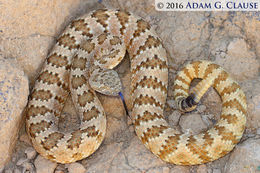 Image of Panamint Rattlesnake