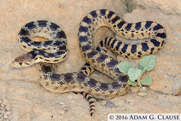 Image of Pituophis catenifer deserticola Stejneger 1893