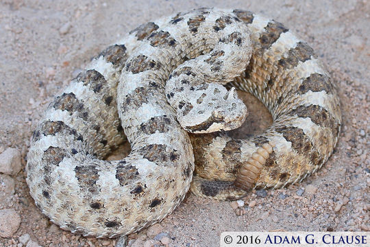 Image of Sidewinder Rattlesnake