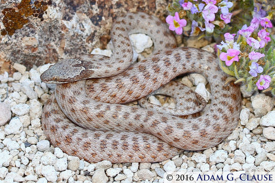 Image of Desert Night Snake