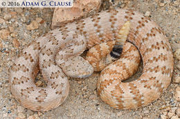 Image of Panamint Rattlesnake