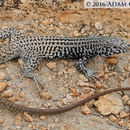 Image of Tiger Whiptail