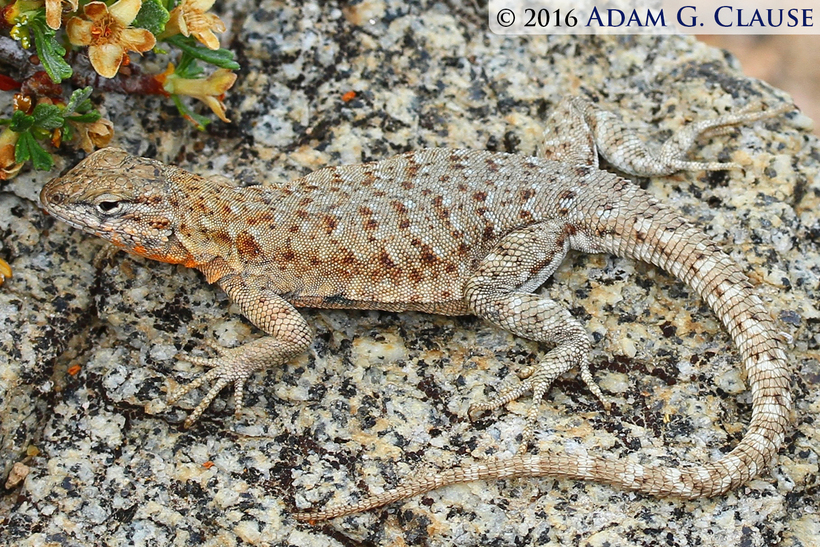 Image of common side-blotched lizard