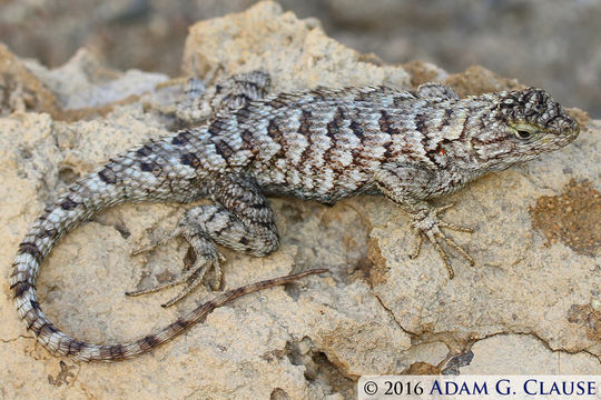 Sceloporus occidentalis longipes Baird 1858 resmi