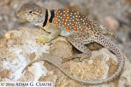 Image of Great Basin Collared Lizard