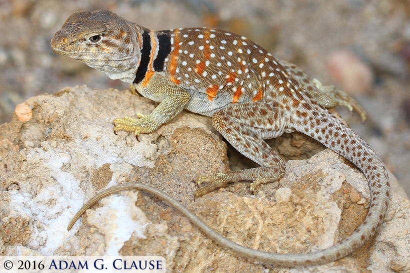 Image de Crotaphytus bicinctores Smith & Tanner 1972