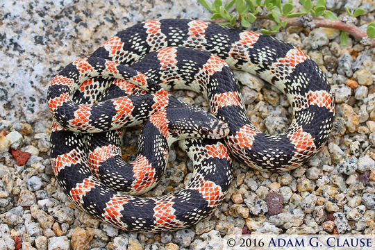 Image of Long-nosed Snake