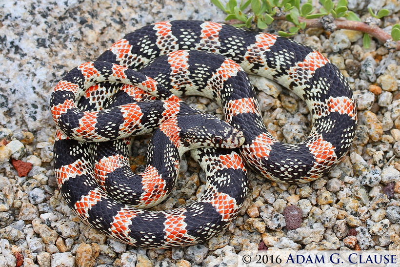 Image of Long-nosed Snake