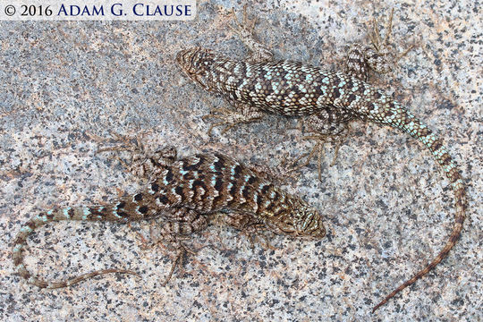 Imagem de Sceloporus occidentalis longipes Baird 1858