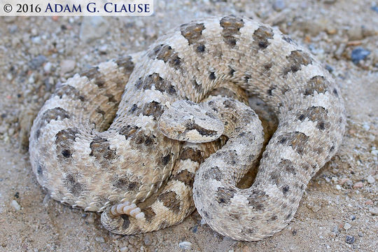 Image of Sidewinder Rattlesnake