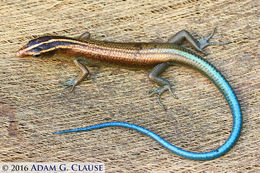 Image of Azure-tailed Skink