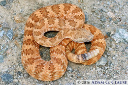 Image of Panamint Rattlesnake