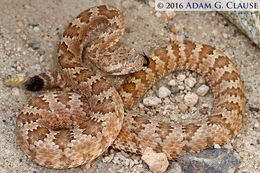 Image of Panamint Rattlesnake