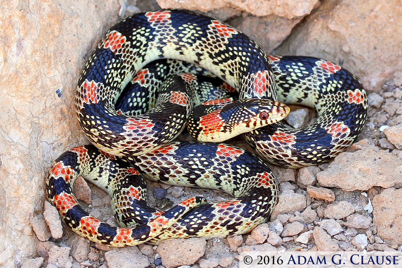 Image of Long-nosed Snake