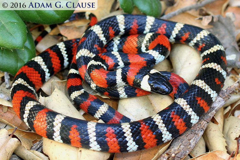 Image of California Mountain Kingsnake