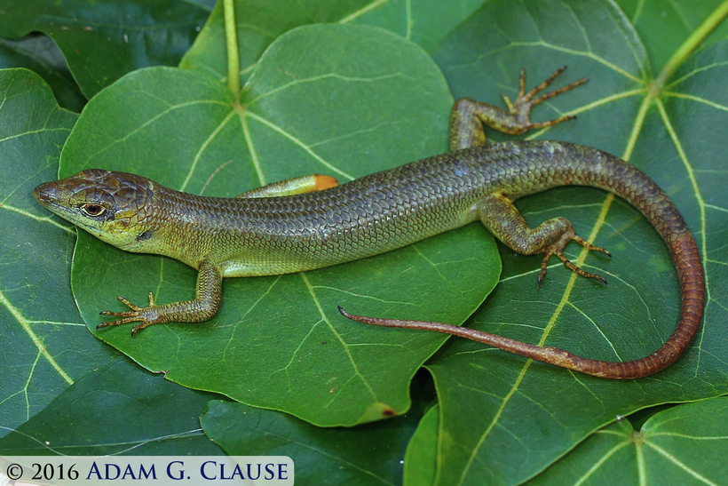 Image of Fiji Green Emo Skink