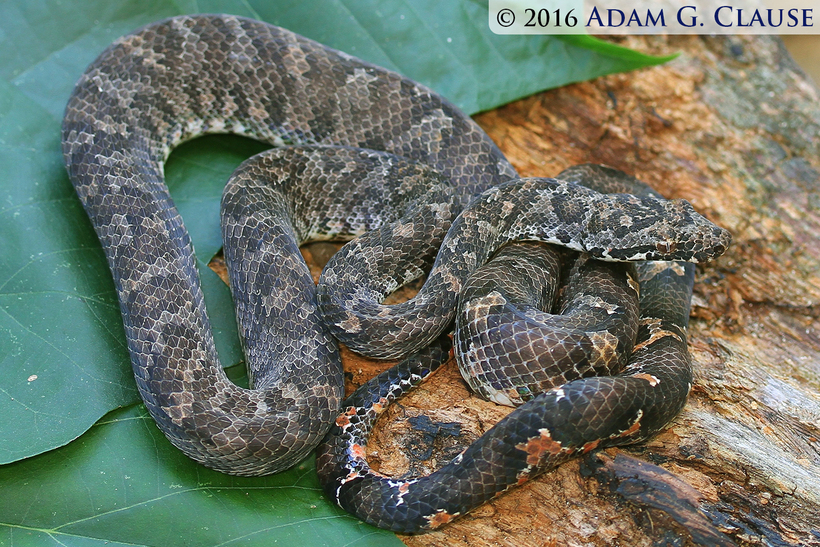 Image of Fiji Island Boa