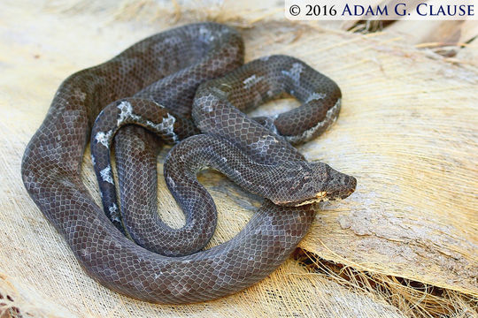 Image of Fiji Island Boa