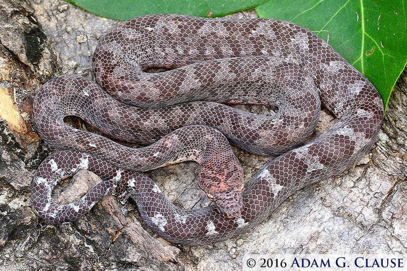 Image of Fiji Island Boa