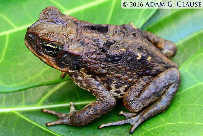 Image of Cane Toad