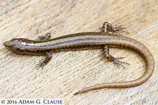 Image of Moth Skink