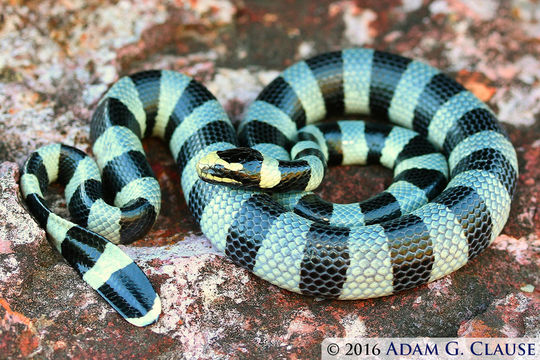 Image of Banded sea krait