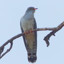 Image of African Cuckoo