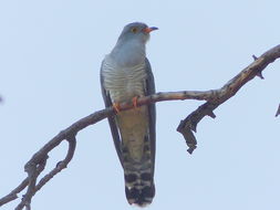 Image of African Cuckoo