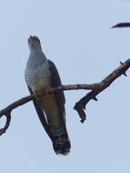 Image of African Cuckoo