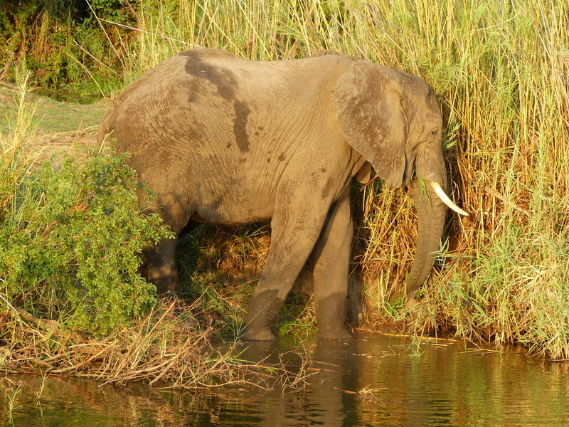 Image of African bush elephant