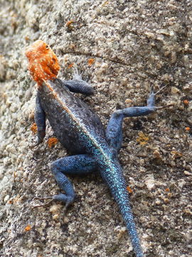 Image of Kirk's Rock Agama