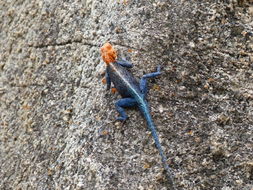 Image of Kirk's Rock Agama