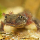 Image of Tyrrhenian Brook newts