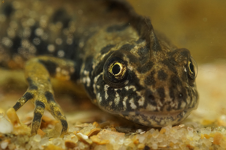 Plancia ëd Triturus dobrogicus (Kiritzescu 1903)