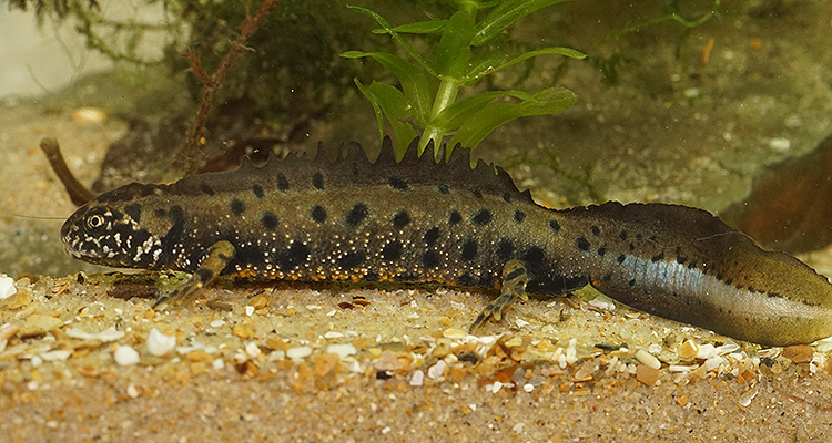 Plancia ëd Triturus dobrogicus (Kiritzescu 1903)