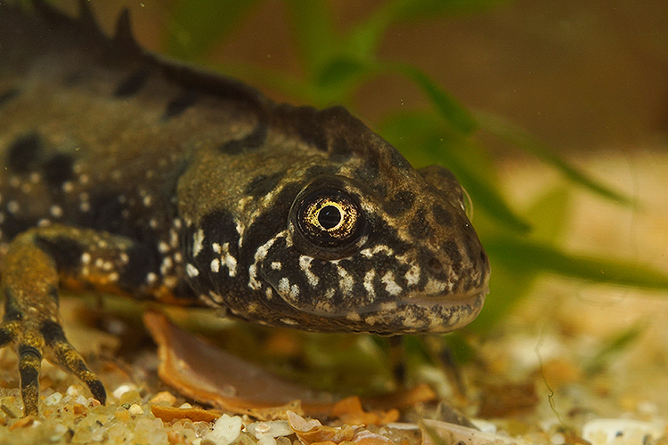 Plancia ëd Triturus dobrogicus (Kiritzescu 1903)