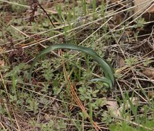 Calochortus monophyllus (Lindl.) Lem. resmi