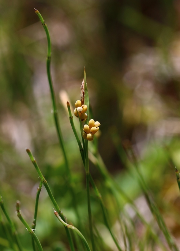 Image of golden sedge