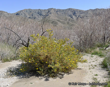 Image of tree poppy