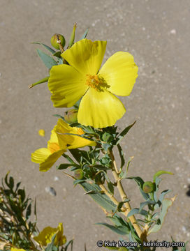 Image of tree poppy